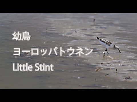 【幼鳥】ヨーロッパトウネン Little Stint
