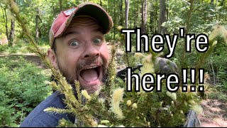 Can You Dig It? Planting Norway Spruce Trees for Beginners Can You Dig It? Planting Norway Spruce Trees for Beginners