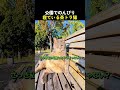 公園でのんびり寝ている茶トラ猫