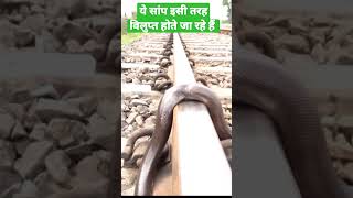 Snake In Rail Line