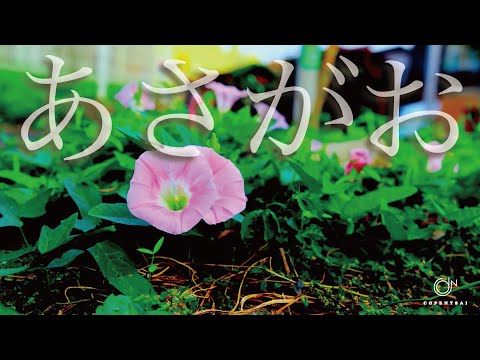 あさがお / copentsai