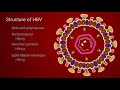 Hepatitis b  life cycle