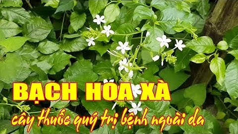 Bạch hoa xà - cây thuốc quý trị bệnh ngoài da | Vị thuốc quanh ta | Điện Biên TV