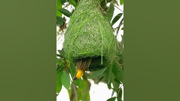 những kiệt tác của tạo hóa