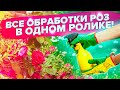 РОЗЫ В ИЮЛЕ. ТЛЯ, МУЧНИСТАЯ РОСА, ЧЕРНАЯ ПЯТНИСТОСТЬ. ЧЕМ ОБРАБОТАТЬ?