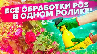 РОЗЫ В ИЮЛЕ. ТЛЯ, МУЧНИСТАЯ РОСА, ЧЕРНАЯ ПЯТНИСТОСТЬ. ЧЕМ ОБРАБОТАТЬ?