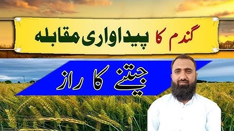 How to win wheat yield competition || How to get high yield of wheat ||Bilal Kanju Official