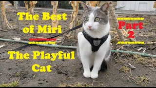 The Best of Miri - the Playful Cat - Part 2.
