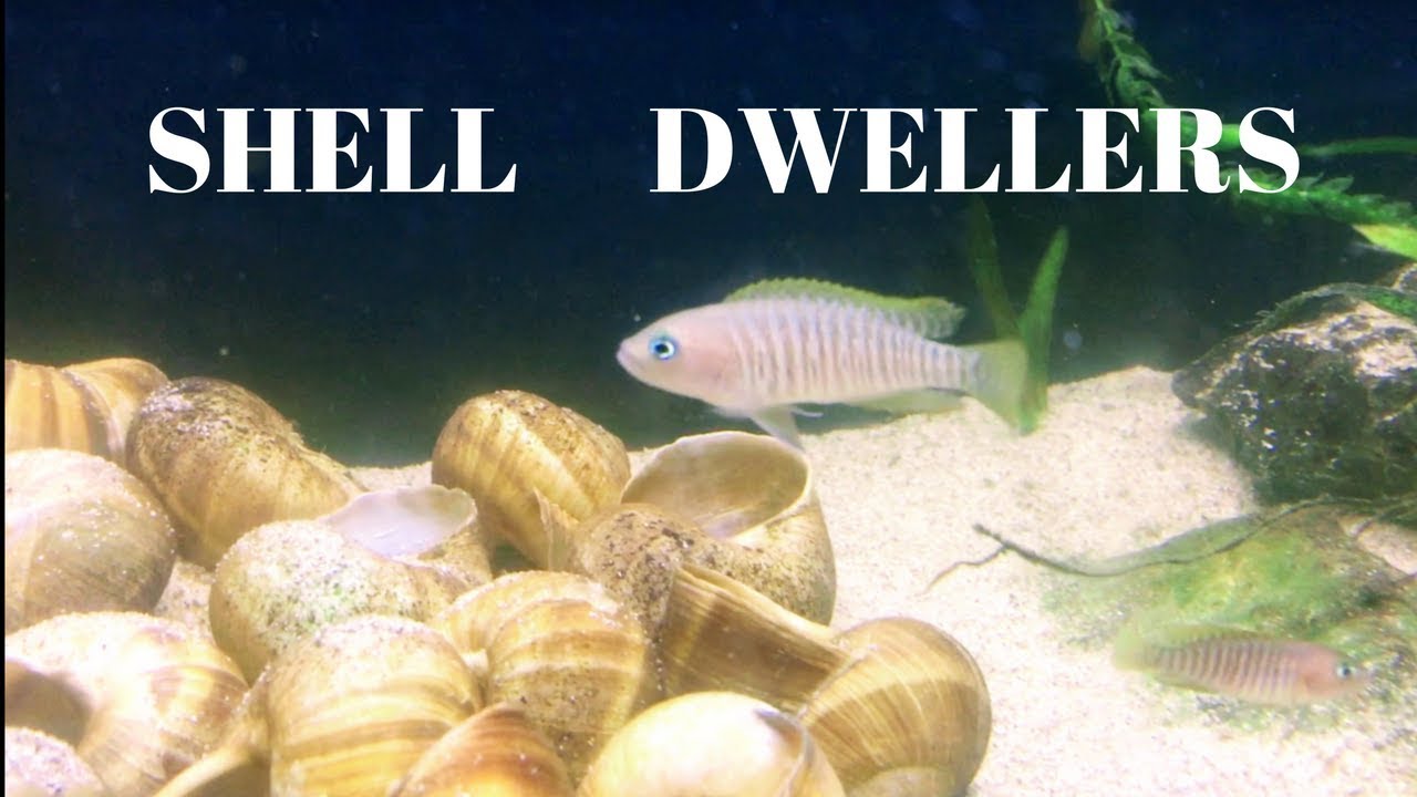 Shell Dwellers YouTube
