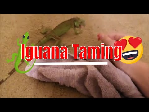 Baby Iguana Taming & Training! *SIMPLE* ( Tutorial and Information )
