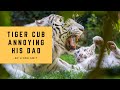 Daddy day care - tiger cub annoys his father - tiger dad not in the mood for games