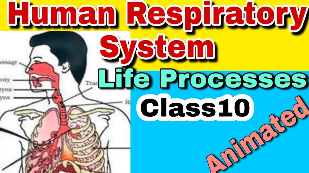 Human respiratory system (in hindi) Life Processes class 10 (ncert