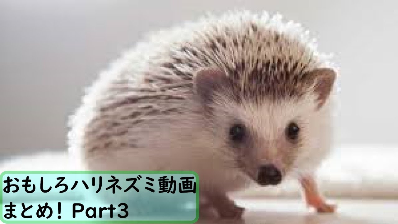 面白 ハリネズミ 面白ハリネズミ動画まとめ 3 かわいい Youtube