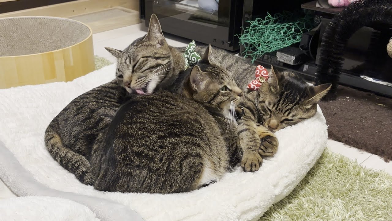 布団の上に来てくれる猫たち#cat #キジシロ #キジトラ #キジトラ兄弟 #多頭飼い 