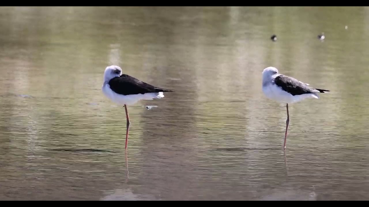 Juvenile Pied Stilts