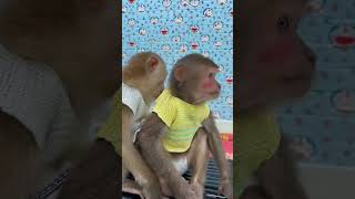 Monkey Sam loves Asher so much ❤️ #shorts