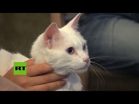 ¿Quién ganará la Copa Confederaciones?: El gato Aquiles tiene la respuesta