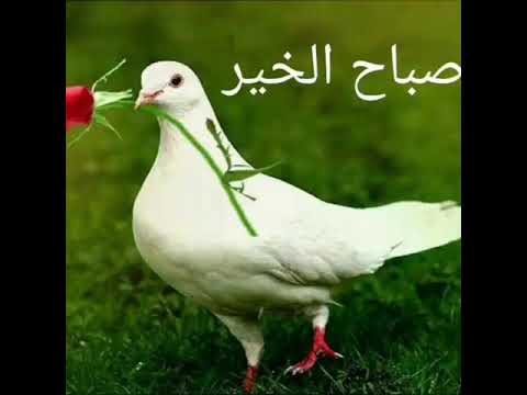 الم تكن آياتي تتلي عليكم فكنتم بها تكذبون رحمتك يا الله تلاوة مبكية