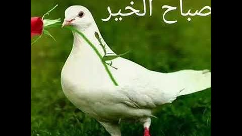الم تكن آياتي تتلي عليكم فكنتم بها تكذبون ( رحمتك يا الله ) تلاوة مبكية