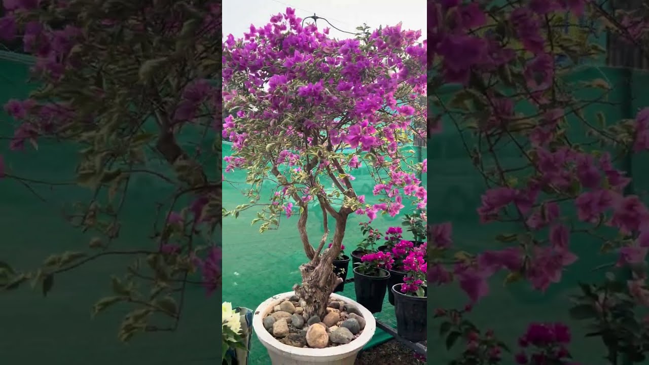 25000 രൂപയുടെ ചെടിയോ...| boganvilla ❤️👌@Faisalbloggs 