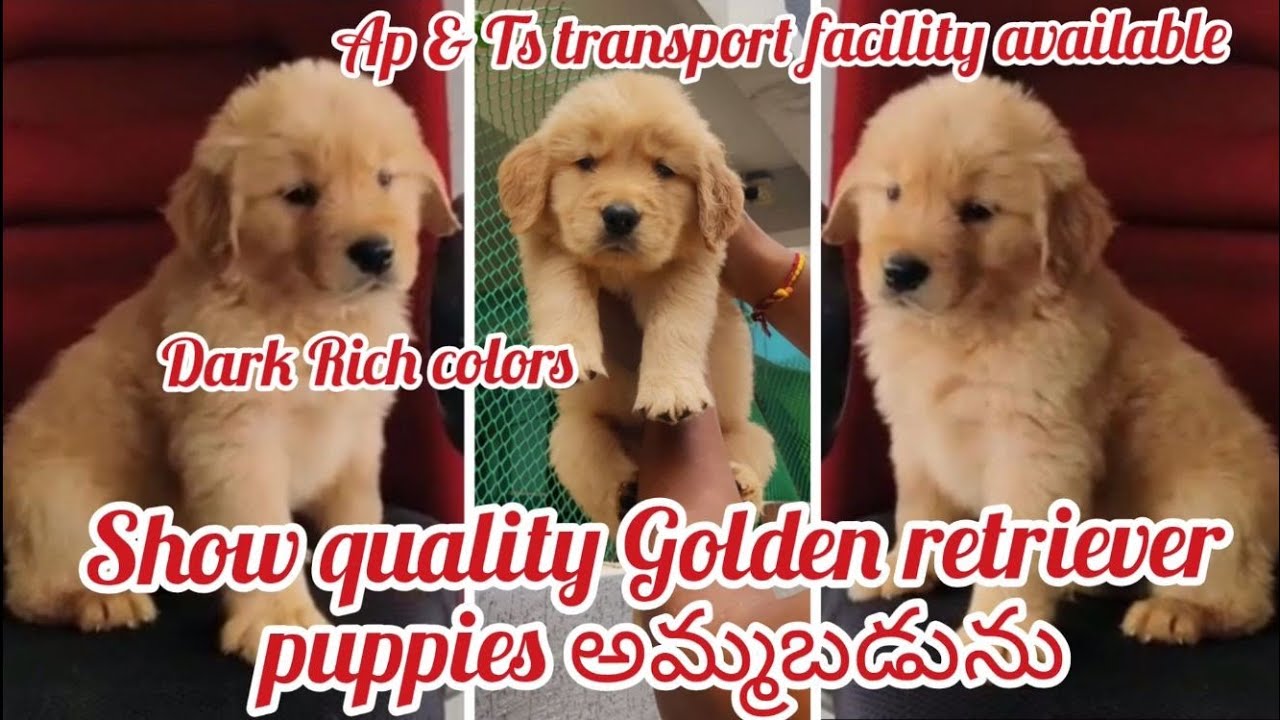 Top quality Golden retriever puppies for sale9440536954hyderabaddog