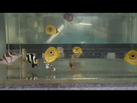 シガテラ海水魚 シマハギ幼魚 Youtube