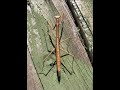 Adventures of doug  dannette  walking stick bug 