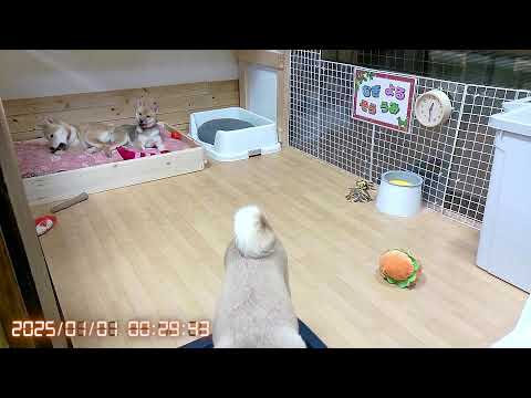 柴犬なつ!子育て生配信【生後113日】2024年お世話になりました!来年もなつファミリーをよろしくお願いいたします!