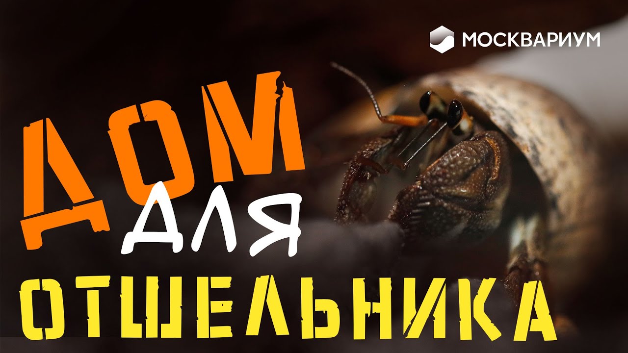 Рак-отшельник / Как завести его дома