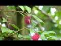 Forktailed woodnymph thalurania furcata female feeding on rambutan french guiana