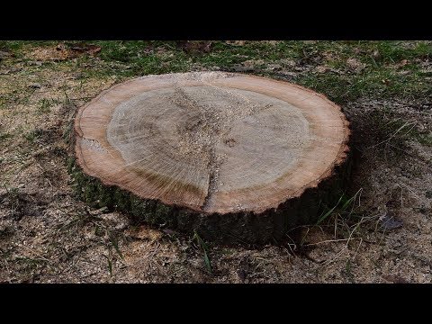 The best way to remove a tree stump and roots – Tutorial / Stumps removal with fire / Life Hack