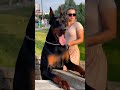 دوبرمان من نوع الممتاز Doberman