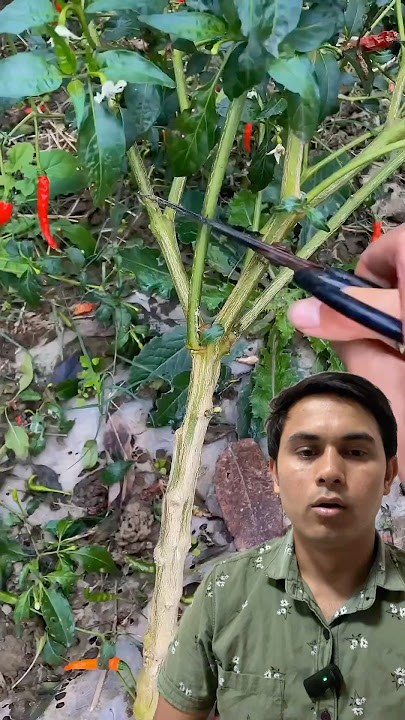 Khorsani tepese feri utapadhan garn saken xa#trending #garden #vegetables #farming #chile #skills
