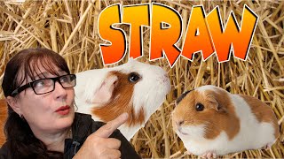 Some thoughts on Straw for guinea pigs by Cavy Central Guinea Pig Rescue with Lyn 725 views 1 year ago 7 minutes, 34 seconds