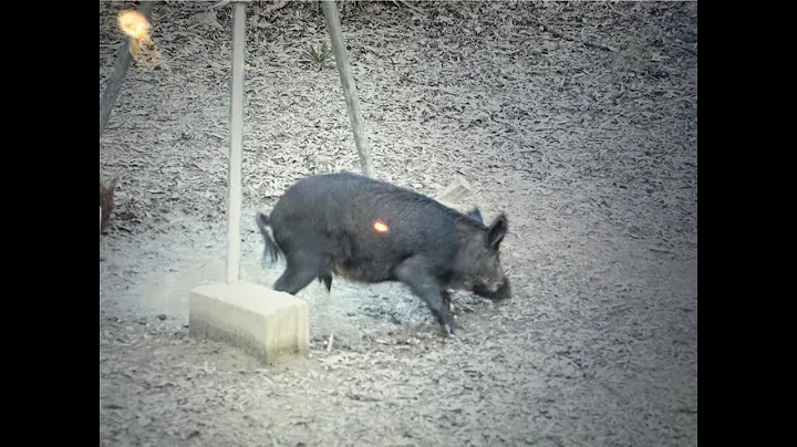 Bow Hunting hogs Feb 2025