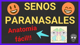 SENOS PARANASALES [ANATOMÍA]: 👉explicación fácil