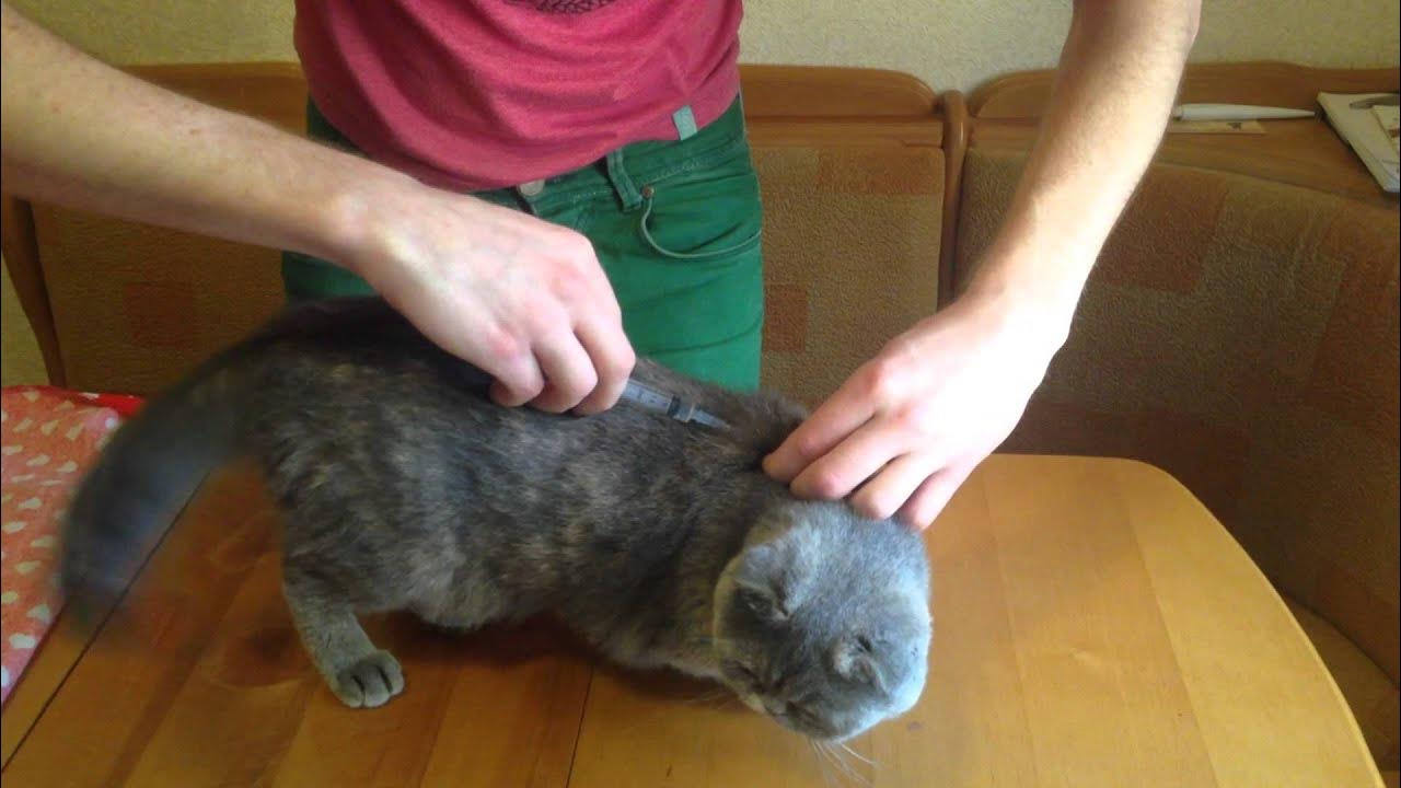 Как правильно ставить коту. Укол в холку подкожно коту. уколы котам в холку.