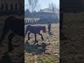 Rolnik szuka konia, do pary.