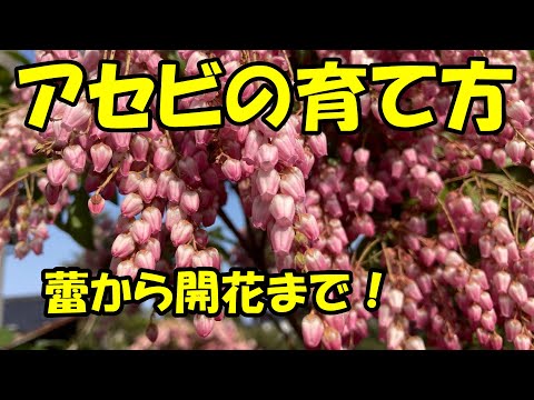 アセビの育て方 How To Grow Japanese Andromeda Youtube