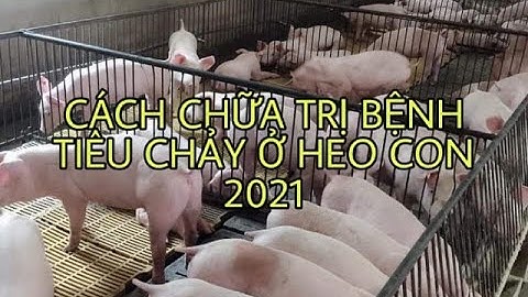 CÁCH CHỮA TRỊ BỆNH TIÊU CHẢY Ở HEO MỚI NHẤT 2021