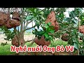 Thu hoạch ong bò vẽ