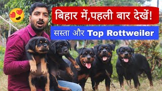 Wow 😍! बिहार में पहली बार, इतना सस्ता और Top Rottweiler dog. by Pomtoy Anurag 5,032 views 2 months ago 5 minutes, 35 seconds
