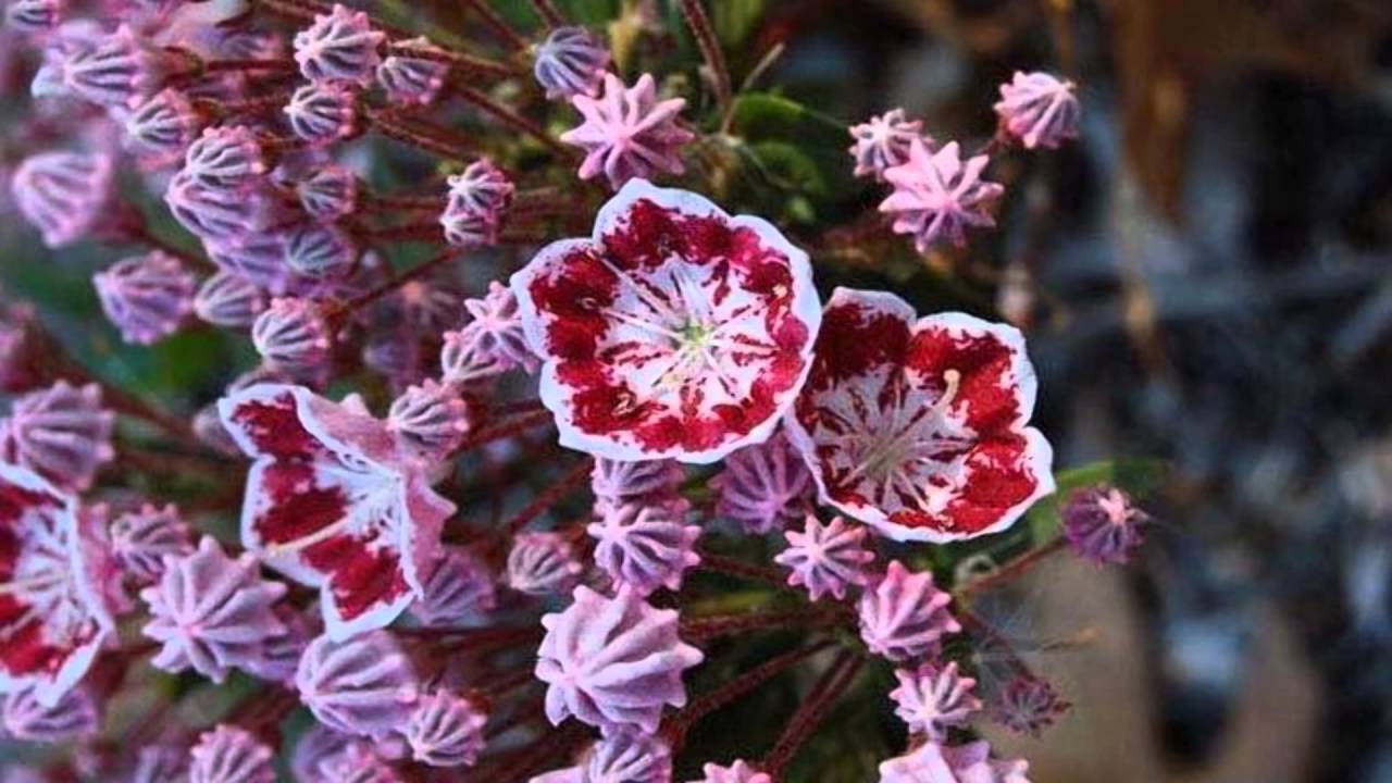 Mountain Laurel flowers (HD1080p) - YouTube