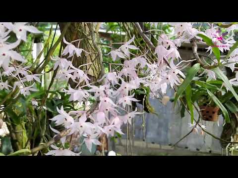 Video: Hoàng thảo hoa: trồng, phát triển và chăm sóc
