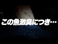 【天草魚釣り】アジングしてたら有明海でしか釣れない激臭魚が…