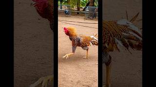 it's time for ki #aseelmurga #swataseels #swataseels #chickenbreeds #rooster #roosterfarm