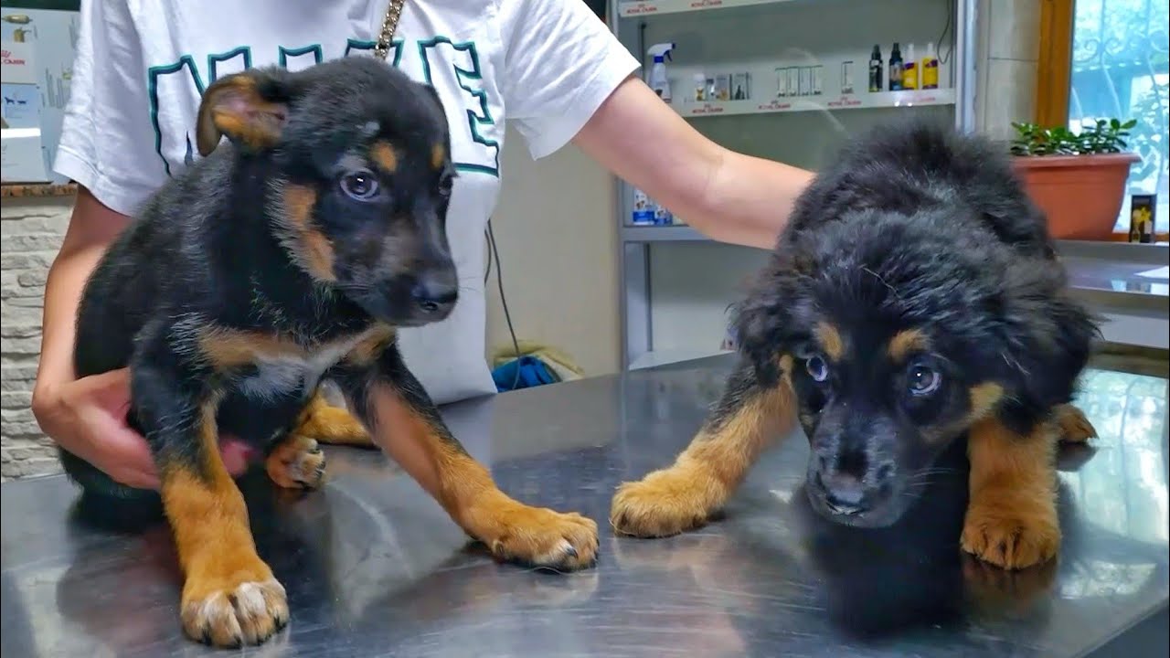 Sad Abandoned Puppies Can’t Hold Their Emotions When Realised They are being Rescued