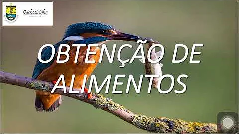 O que significa obtenção de alimento?