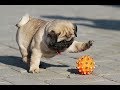 Funniest and Cutest Pug Dog Videos Compilation 2020 の動画、YouTube動画。