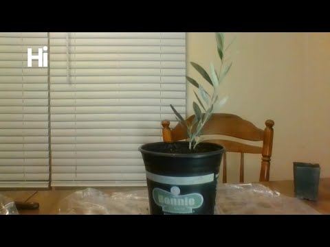 Planting my first Mediterranean Olive Tree